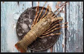 Lobster in Chirala, Hyderabad and Guntur